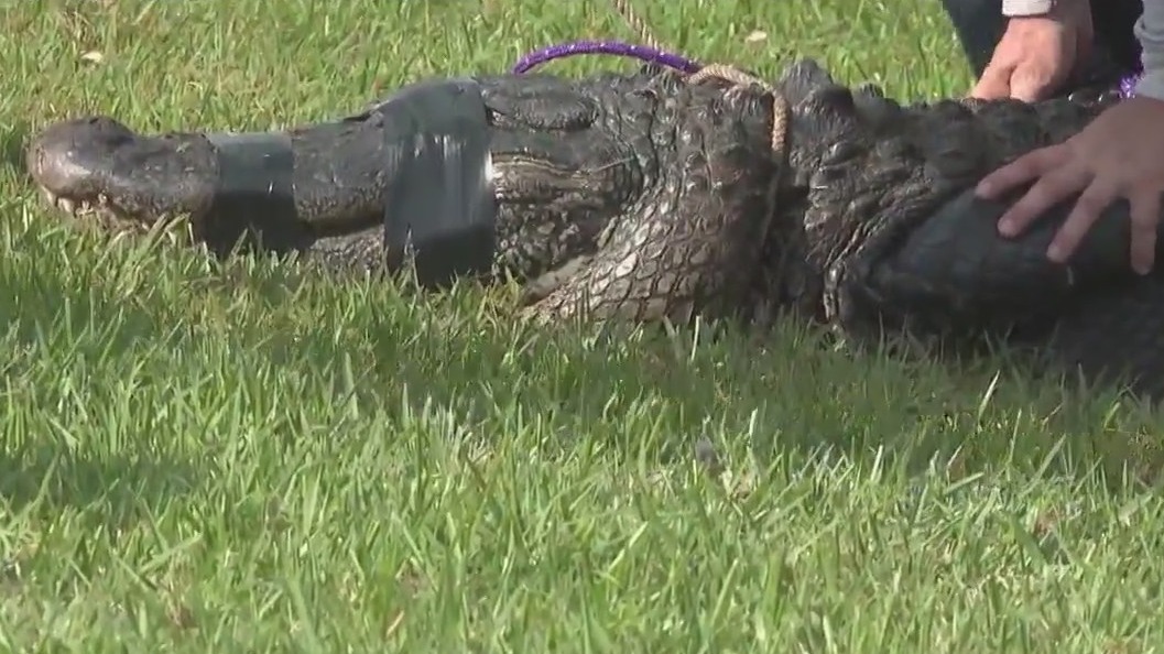 Woman walking dog near water when alligator attacked